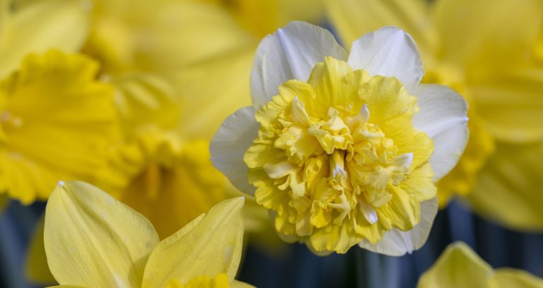 Close up image of a bunch of yellow daffodils.