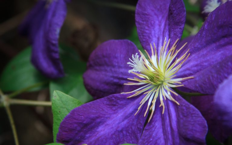 A brilliant deep purple flower, with white on the inside, in bloom.