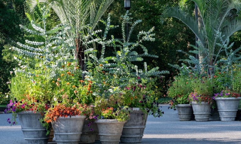 Large plant containers, with summertime plants, arranged together in an outdoor courtyard.