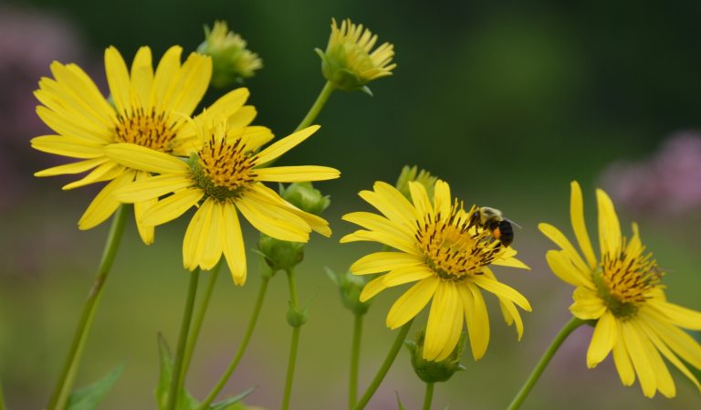 Bright yellow flowers blooming in a garden with a bee in the center of one flower.