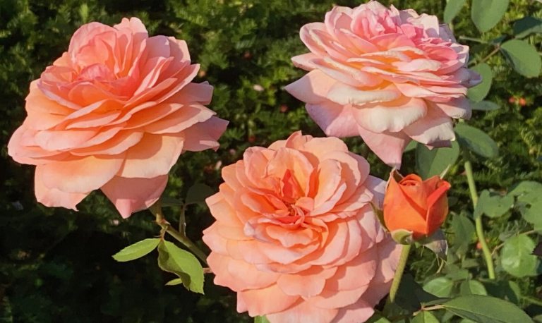 Three peach colored roses blooming on a rose bush outdoors.