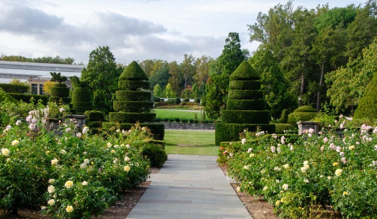 A vista of a garden, featuring a rose garden in bloom, with a pathway leading to tall topiary trees.