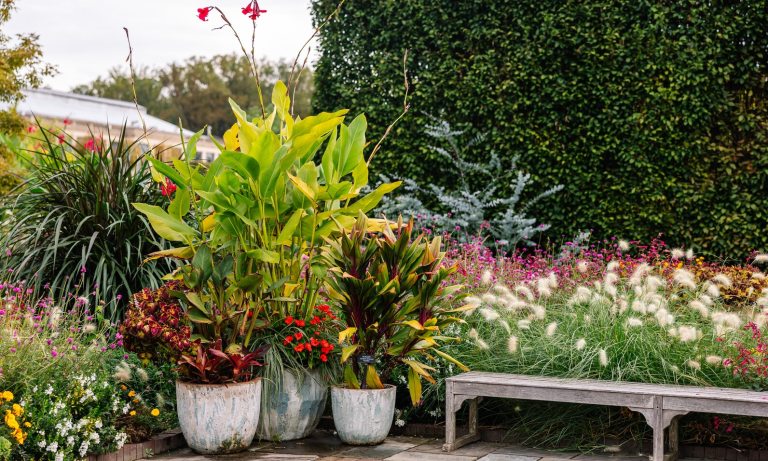 An outdoor luch garden in summertime, with vibrant blooms and a wooden bench.
