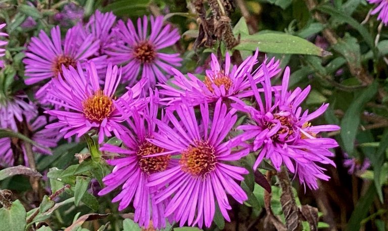 Purple flowers blooming in a meadow.