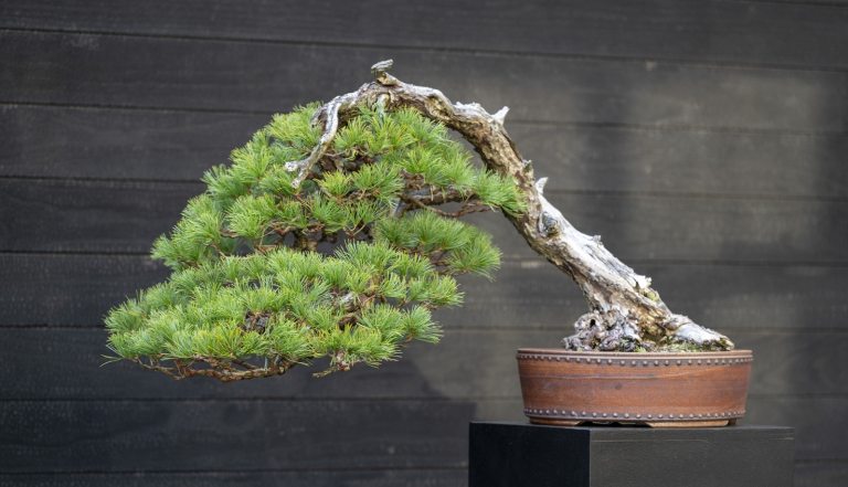 A bonsai in a terra cotta pot with its branches sweeping right.