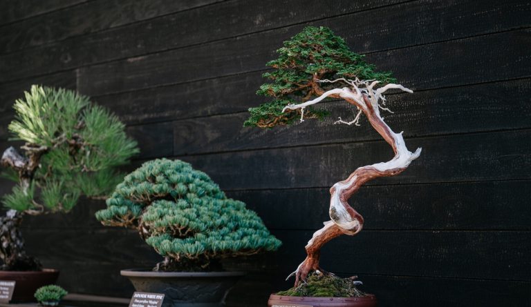 Three bonsai on display against a black backdrop.