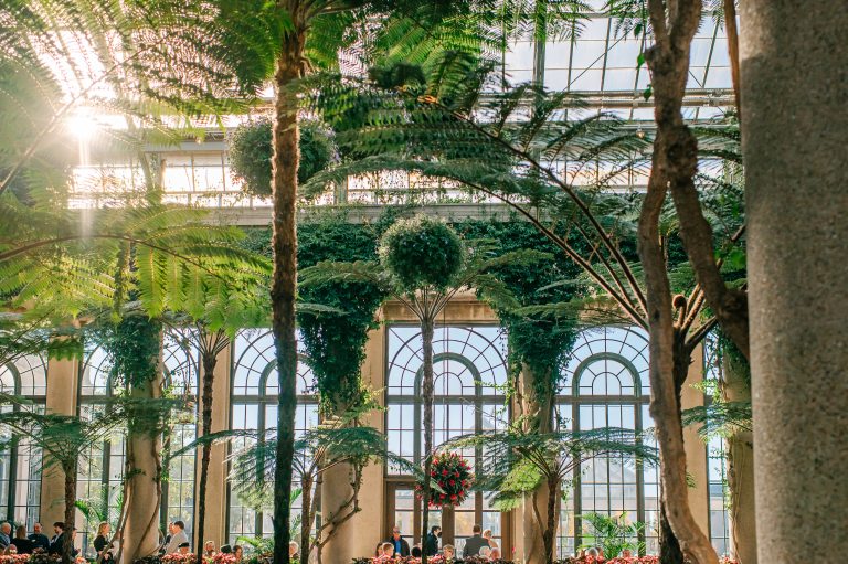 sunlight filters through the ceiling of a glasshouse filled with tree ferns and hanging baskets