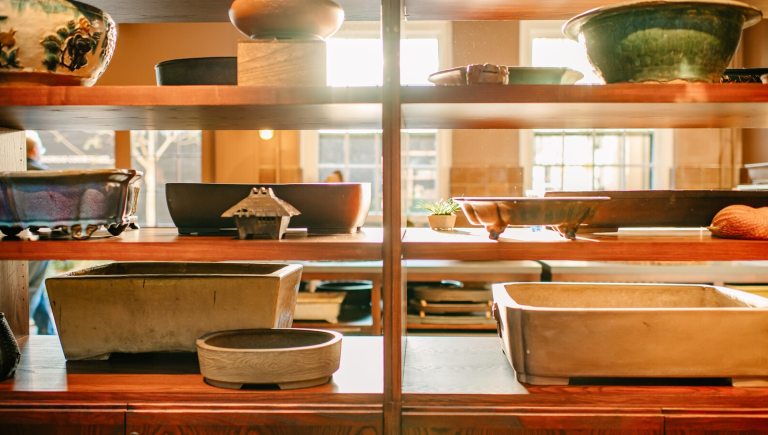 Shelves bathed in sunlight, holding bonsai pots.