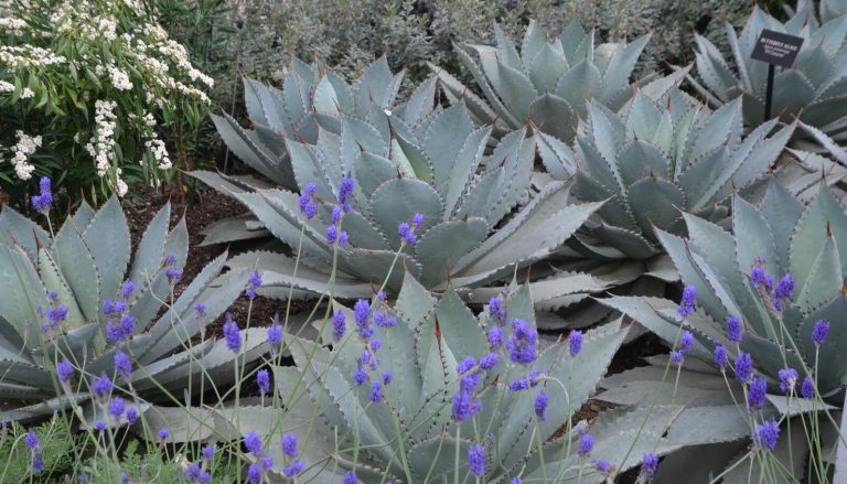 Agave with a purple tint growing in mass in a garden.