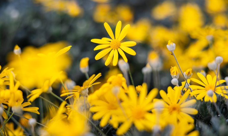 A patch of bright yellow flowers blooming in a garden.