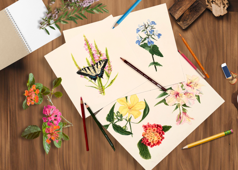 Colored pencil drawings of butterfly and flowers
