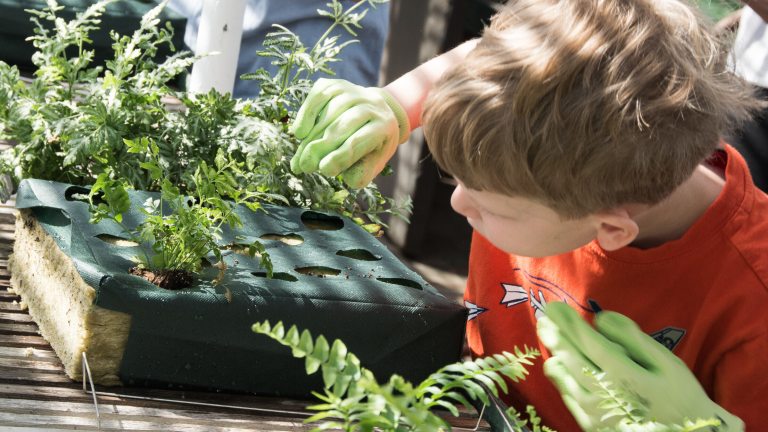 A child carefully places seedlings in a growing container.