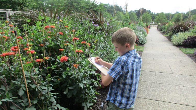A child in a short-sleeved blue-checkered stands and sketches tall bright orange blossoms along an outdoor garden path.