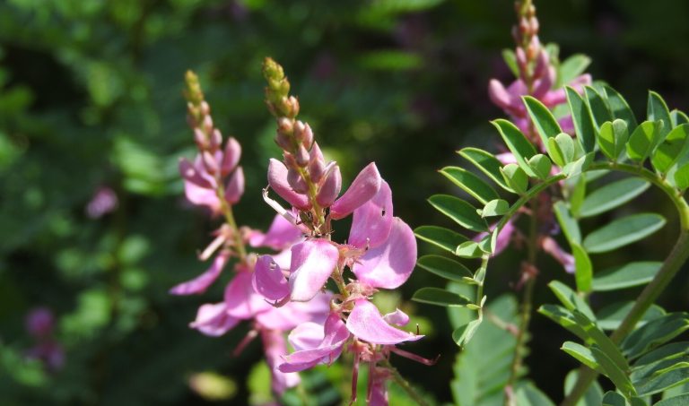 An indigo plant featuring tall purple spike-like flowers.