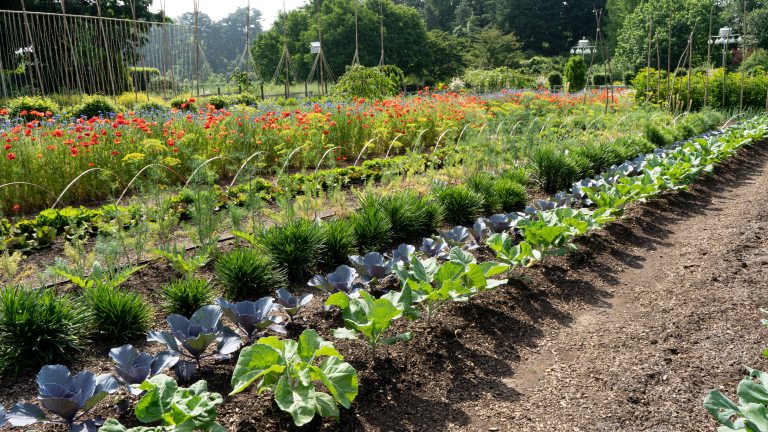Rows of garden vegetables grow in the sunshine.