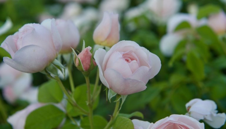Light pink roses growing in clusters on a rose bush.