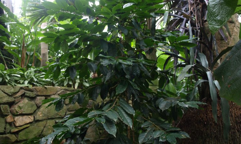 An indoor plant conservatory featuring a stone wall with a coffee plant growing throughout. 