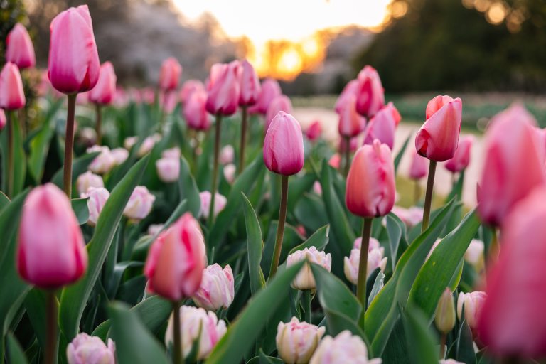 Closeup of bright pink tulips amid green leaves, with golden sun on the horizon.