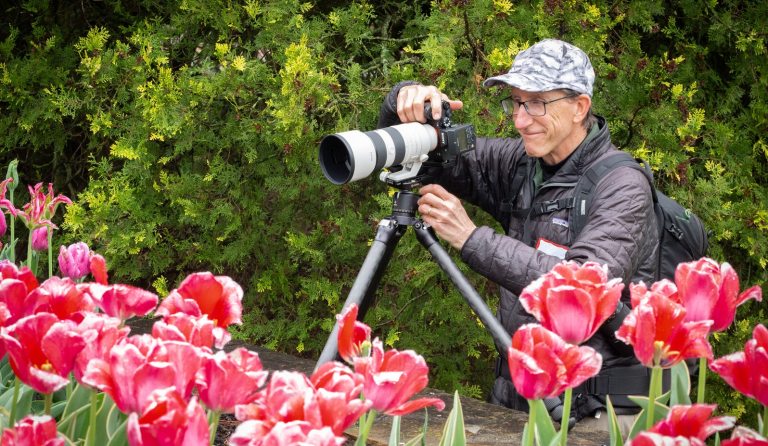 A person photographing tulips with a long lens camera on a tripod.