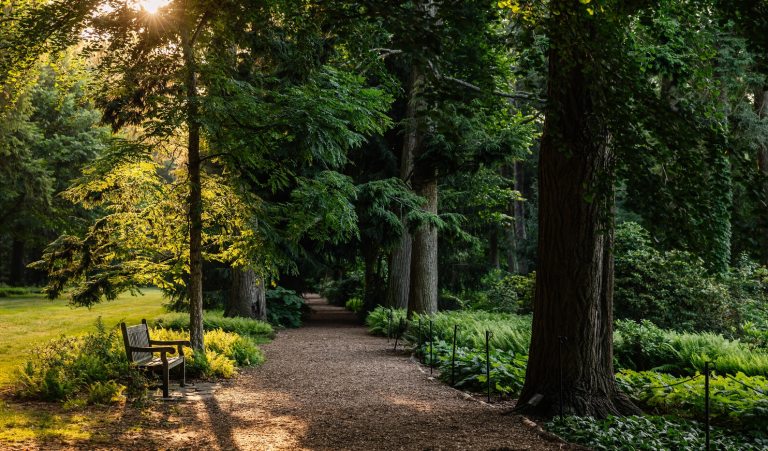 A forest with a mulch path going between large trees, in summer.