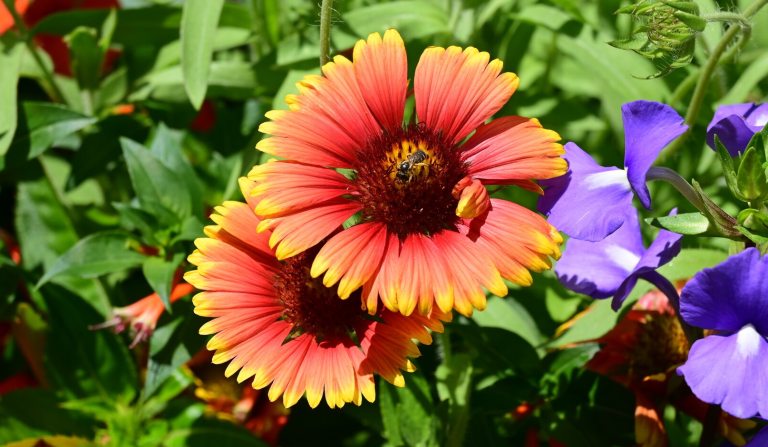 A bright orange and yellow flower, surrounded by purple flowers, in a garden bed.