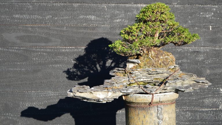 A bonsai resting on a pedestal in an outdoor garden.