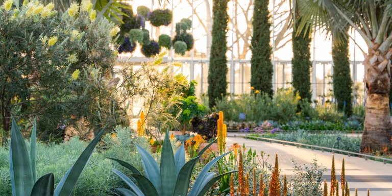 An indoor walkway passes between gray-green foliage and spikes of orange blooms in the foreground, and hanging baskets and four tall thin cypress trees in the background, sunlit through conservatory windows.