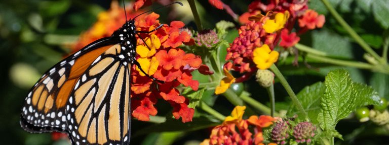 A orange and black butterfly on a red and yellow flower.