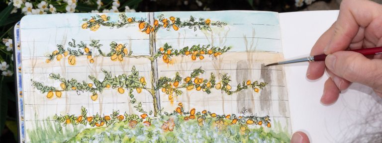 A drawing of a splayed fruit tree done in colored pencils.