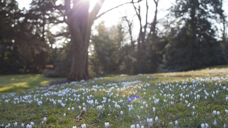 Long rays of sunlight filter through trees onto a lawn of small white flowering bulbs.