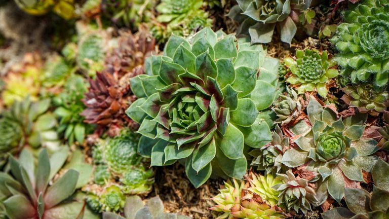 Variety of succulents