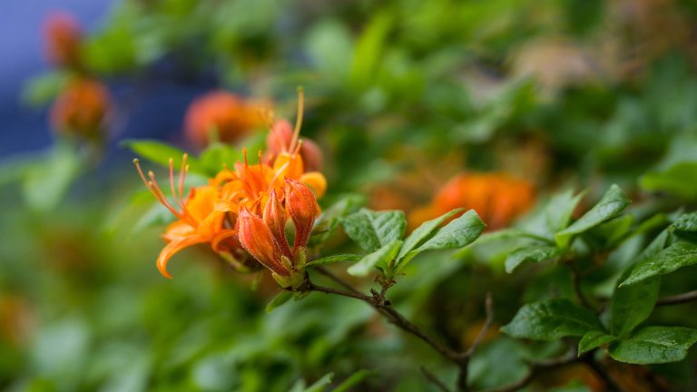 Closeup of bright orange flower amid green foliage.