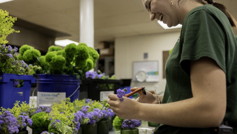 Teen Volunteer trims flowers for arrangements