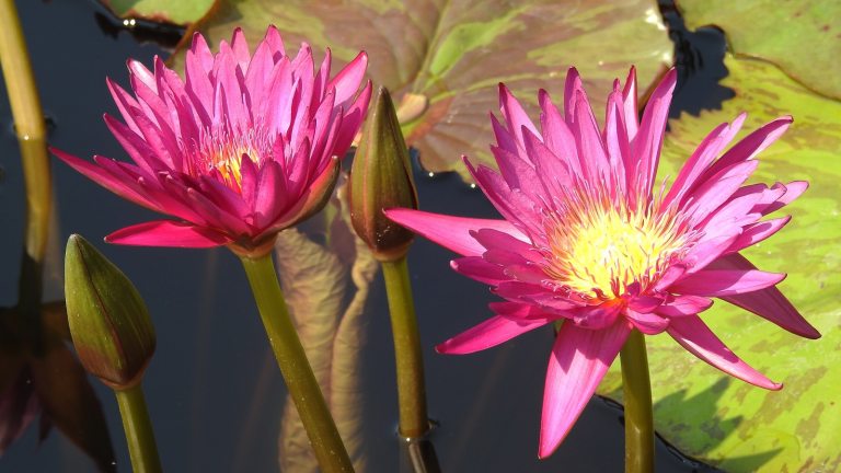 Two pink waterlily blooms in a pond.