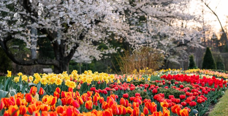 A spring outdoor garden featuring hundreds of tulips in red, yellow, and orange.