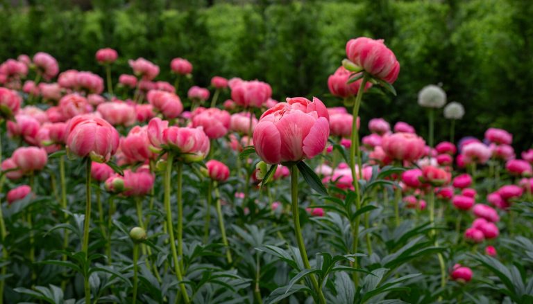 A garden bed filled with pink blooming peonies.