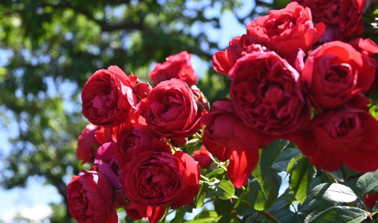 Bright red roses growing in a cluster on a vine.