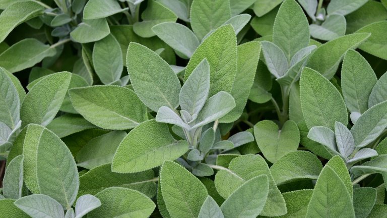 Garden Sage.jpg