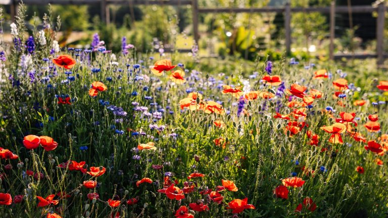 A lush garden of blooming summer flowers in a variety of heights and colors.