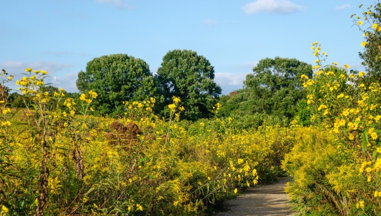 An expansive meadow garden with fields of blooming goldenrod.