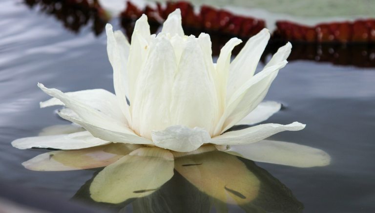 A white waterlily in a pond.