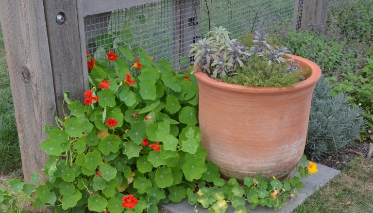 Nasturtium and Terra Cotta planter with herbs in the Ornamental Kitchen Garden