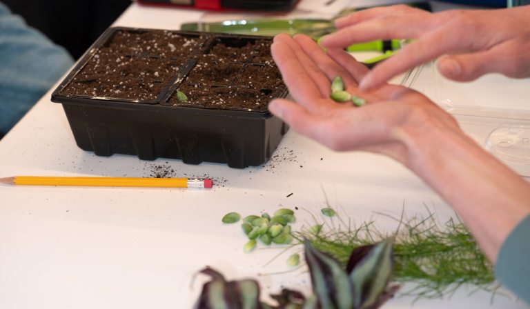 A person's hands sorting seeds, preparing to plant them in plastic starter pots.