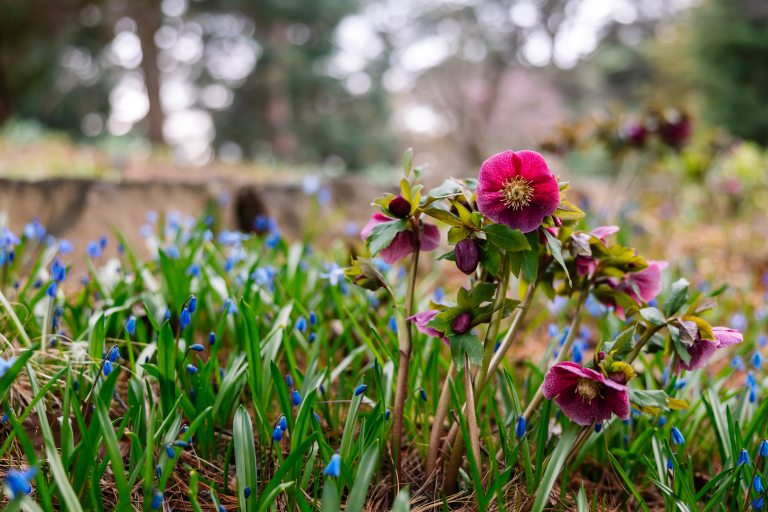 vibrant magenta hellebore bloom surrounded by a sea of blue Siberian squill