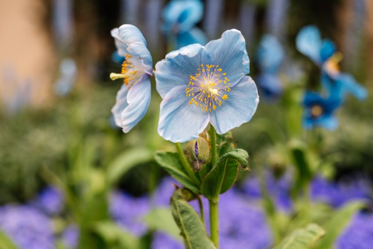 poppy flower with deep sky-blue petals and yellow stamens