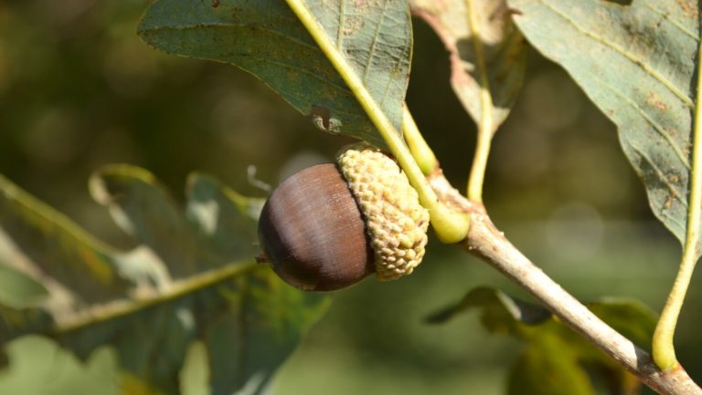 An acorn growing a small tree branch.