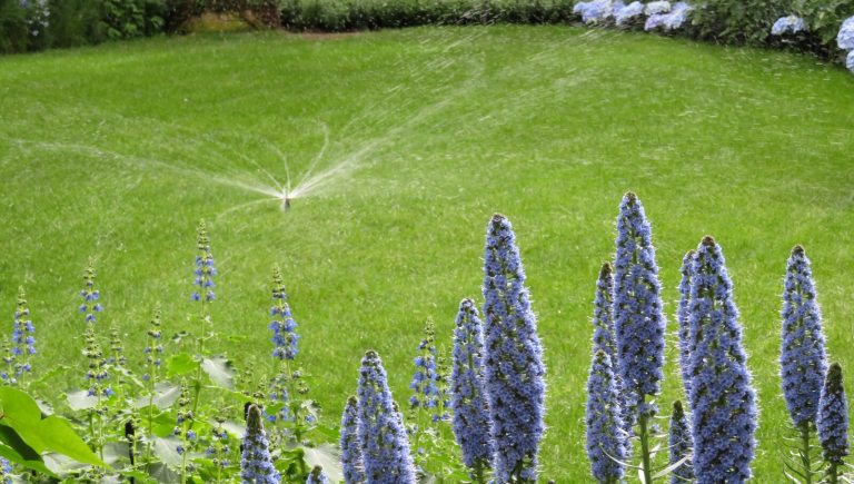 A sprinkler in the middle of a lush green lawn, surrounded by garden beds.