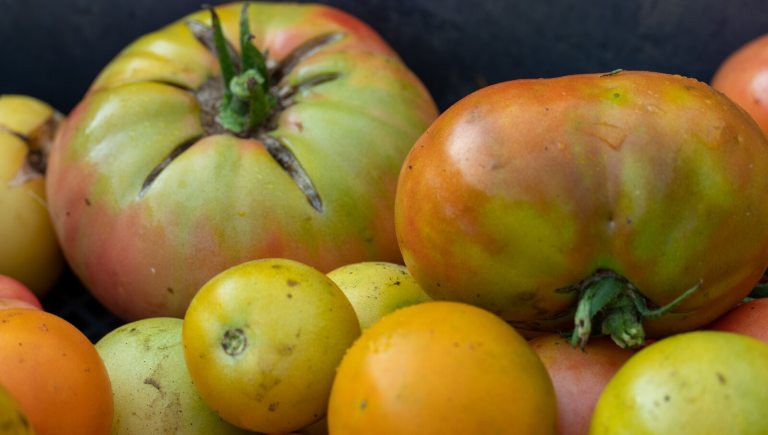 Garden tomatoes in a range of sizes, stacked on top of each other.