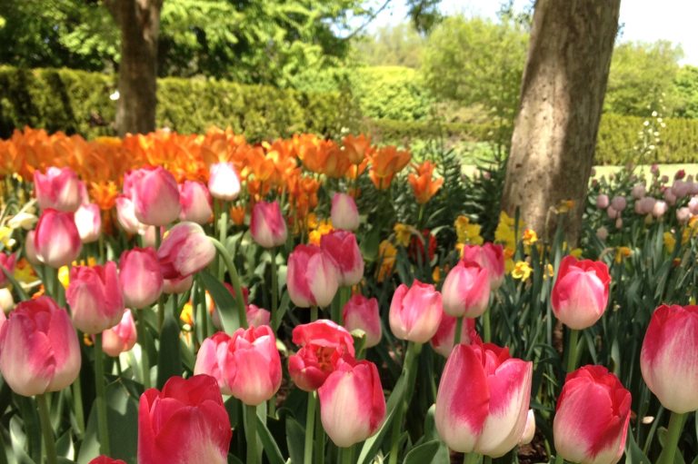 Pink and orange tulips under trees