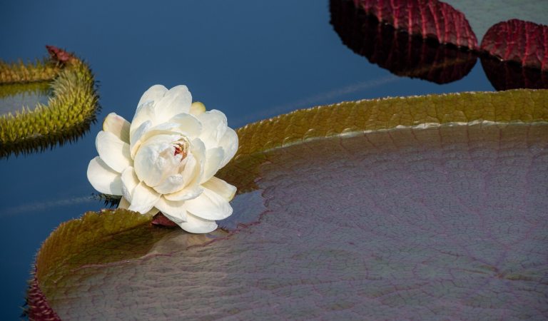 A water lily platter and white flower in the waterlily pools at Longwood Gardens.